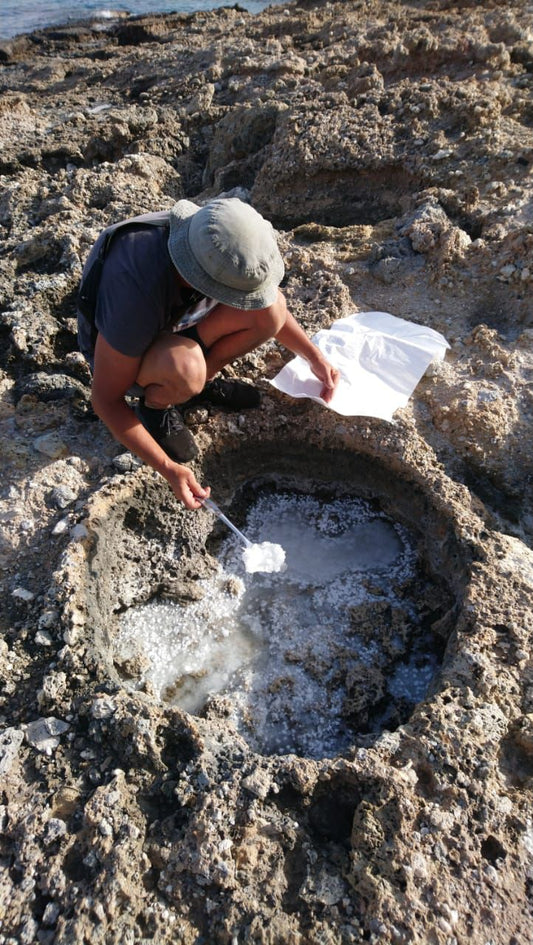 how is flower of salt hand harvested